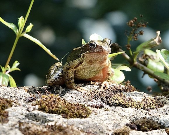 frog